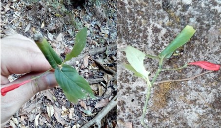 Descrição de Ruellia brevifolia (Pohl.) C. Ezcurra (Acanthaceae) em vege-tação ripária no sudoeste de Goiás, Brasil