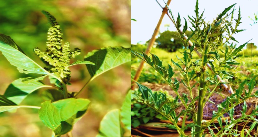 Journal of Biotechnology and Biodiversity